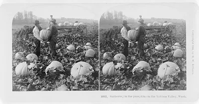 Gathering In The Pumpkins In The Yakima Valley, Wash