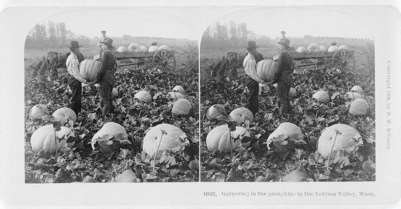 Gathering In The Pumpkins In The Yakima Valley, Wash, c. 1904 — historic photograph