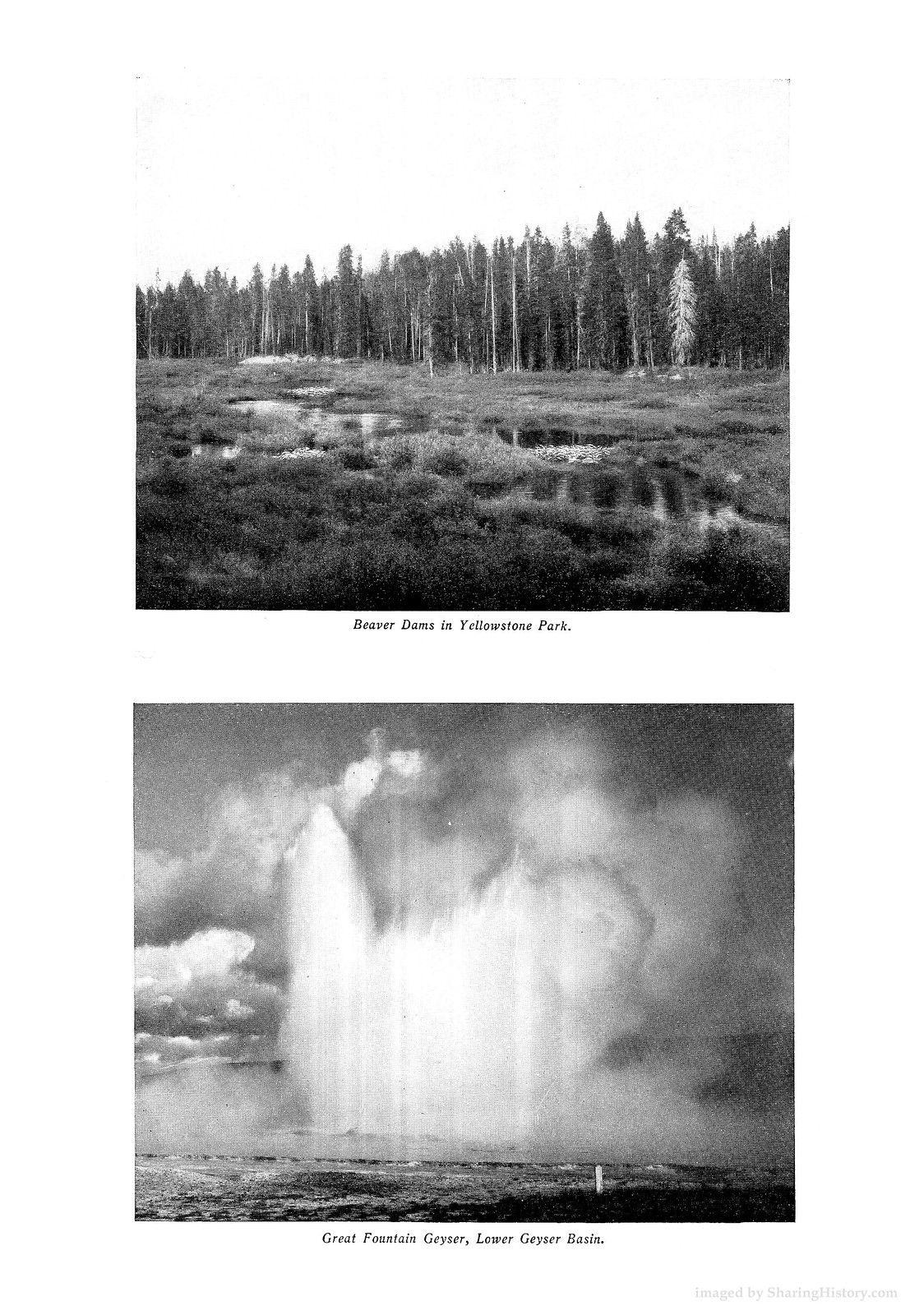 Beaver Dams in Yellowstone Park; Great Fountain Geyser, Lower Geyser Basin — historic image
