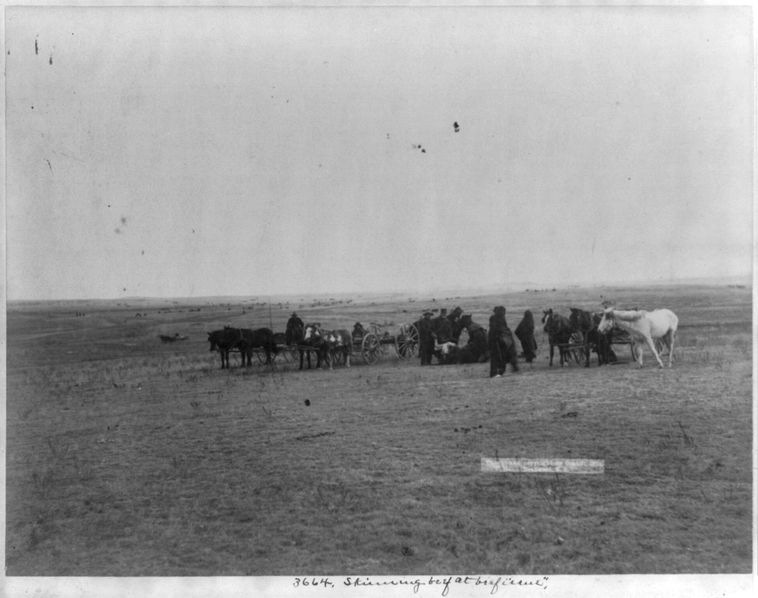 Skinning beef at beef issue, 1891 — historic photograph