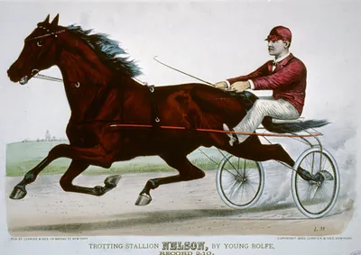 Trotting stallion Nelson, by Young Rolfe: record 2:10