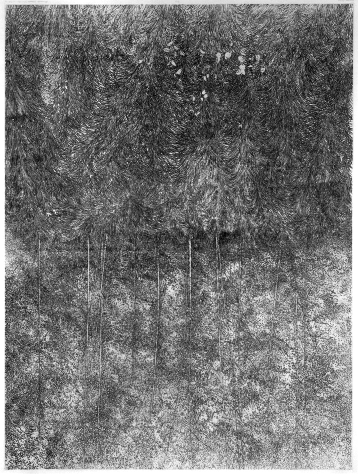 Poplar grove, 1970 — historic print