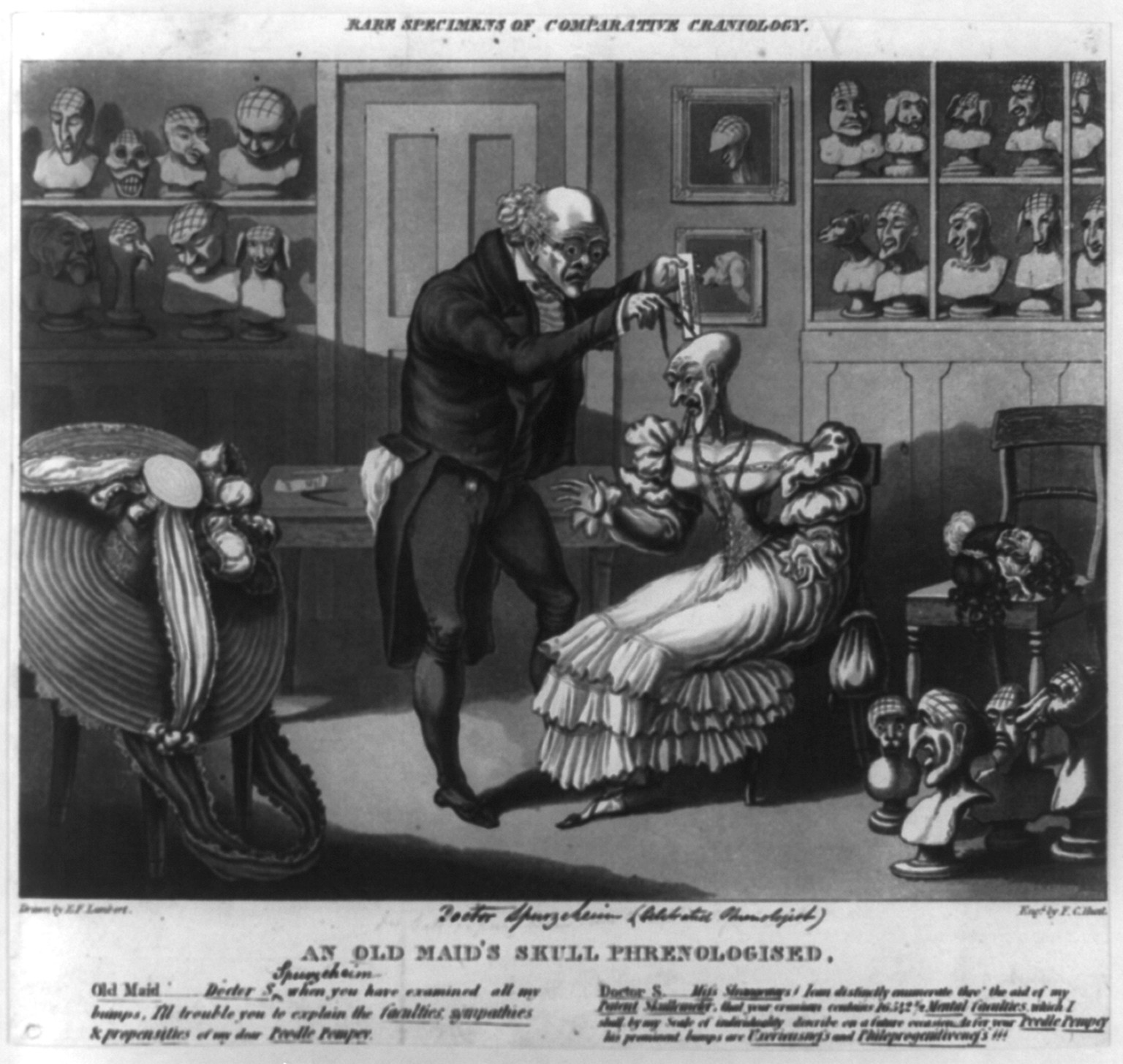 Rare specimens of comparative craniology: an old maid's skull phrenologised., [ca. 1815] — historic print