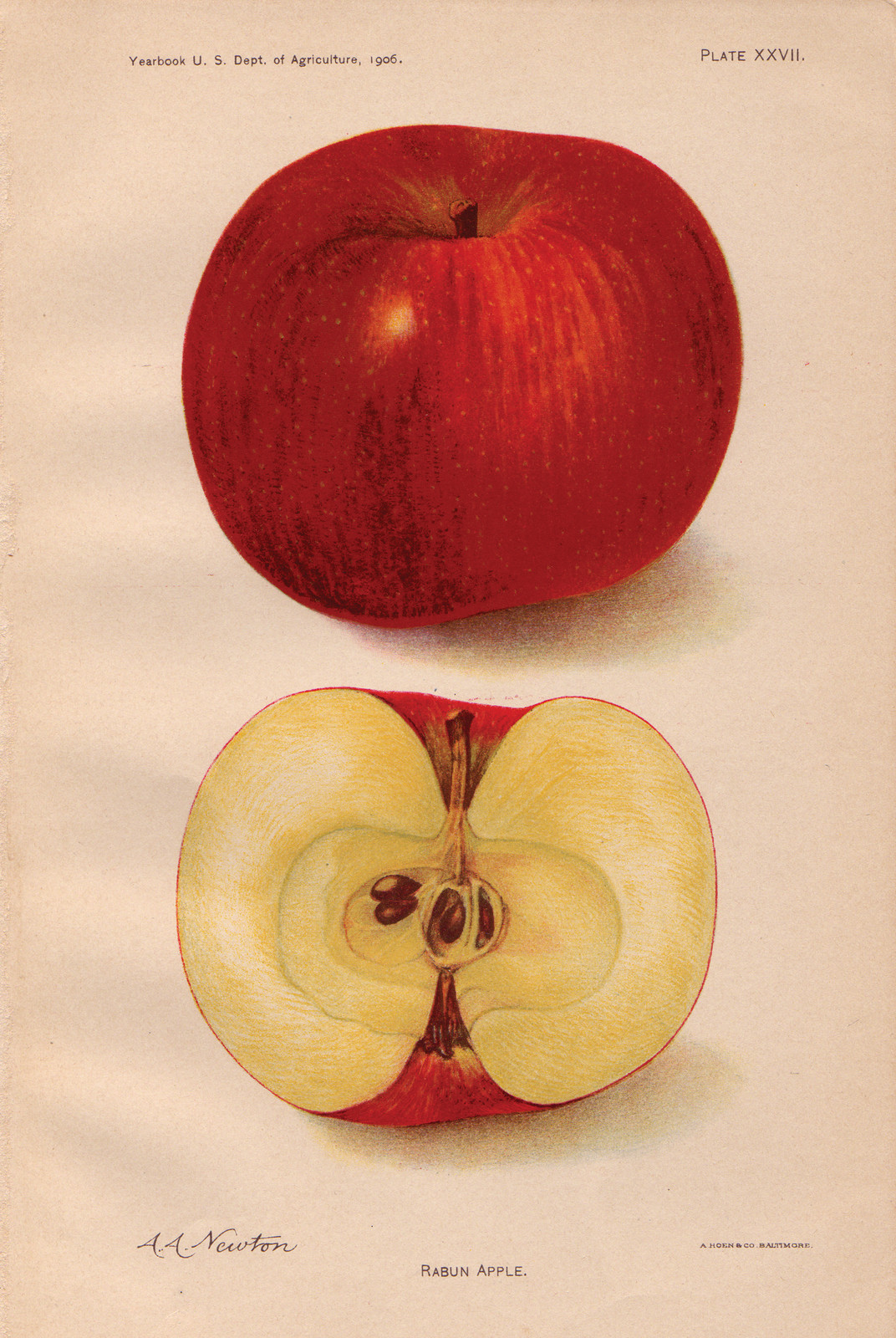 Rabun Apple, whole and halved, Yearbook U.S. Dept. of Agriculture 1906, Plate XXVII — historic image