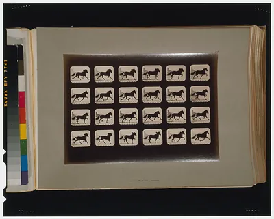 Horses. Trotting