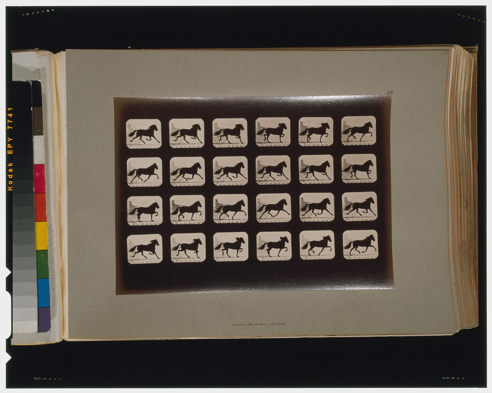 Horses. Trotting, [San Francisco] : Muybridge, c1881. — historic photograph