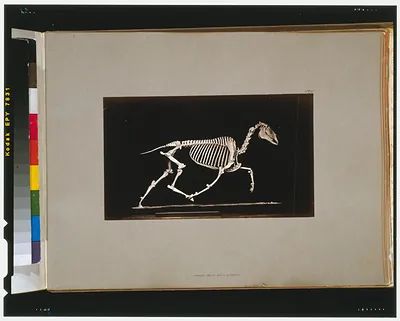 Skeleton of horse. Trotting. Leaving the ground