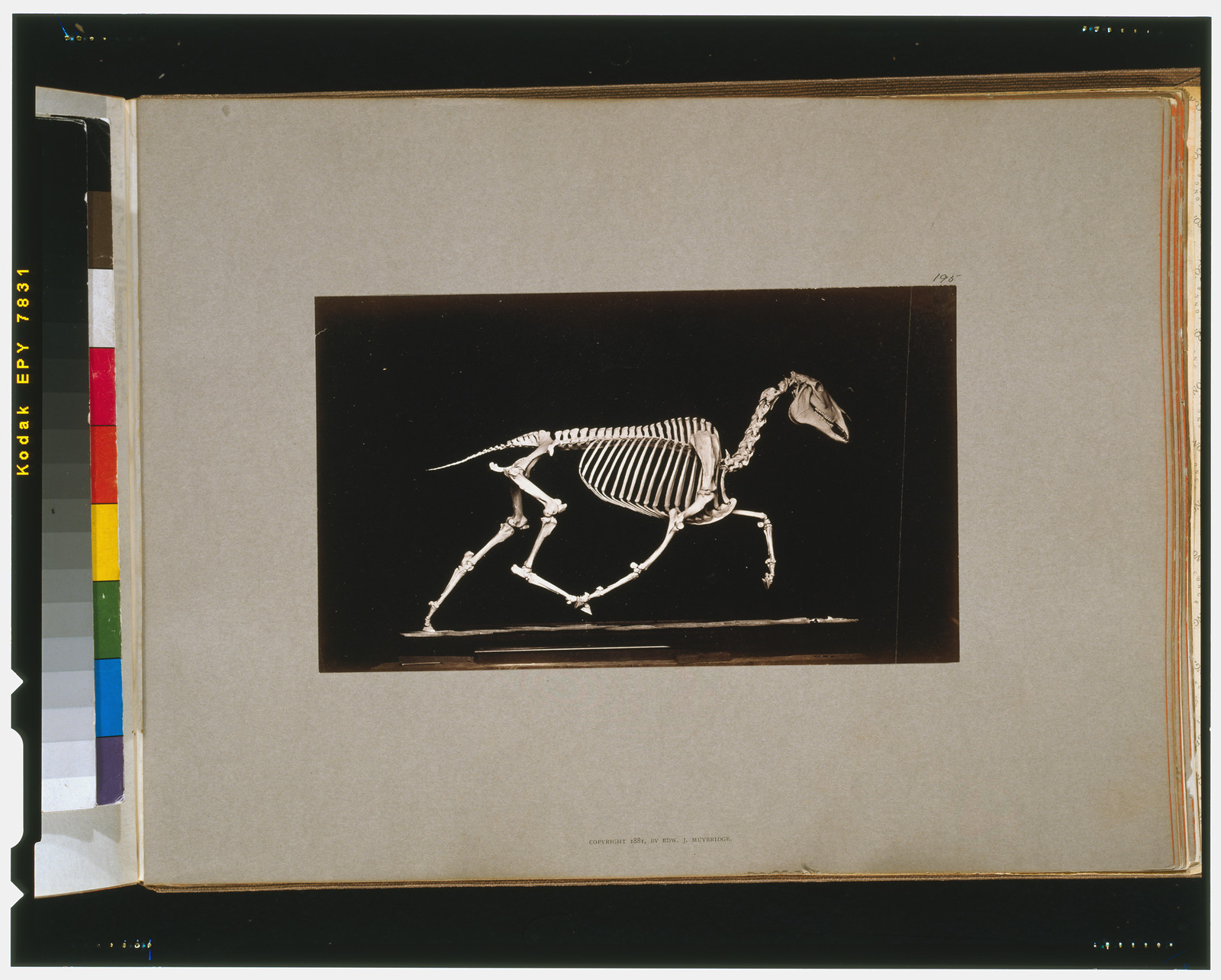 Skeleton of horse. Trotting. Leaving the ground, [San Francisco] : Muybridge, c1881. — historic photograph