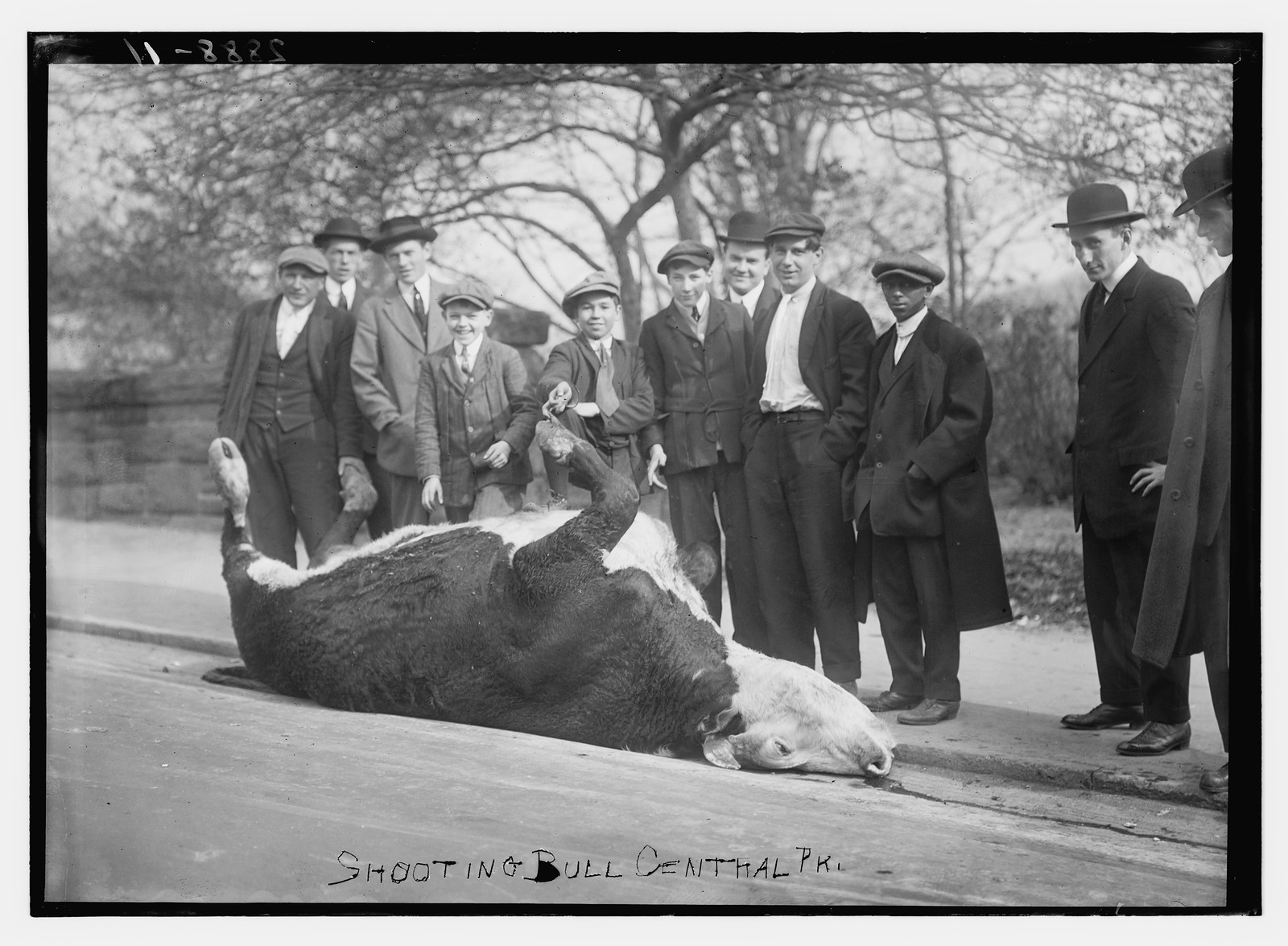 Shooting Bull -- Central Park, n/a — historic photograph