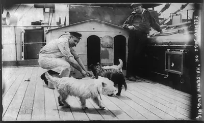 Feeding dogs on KAISERIN AUGUSTE VICTORIA, June 22, 1910