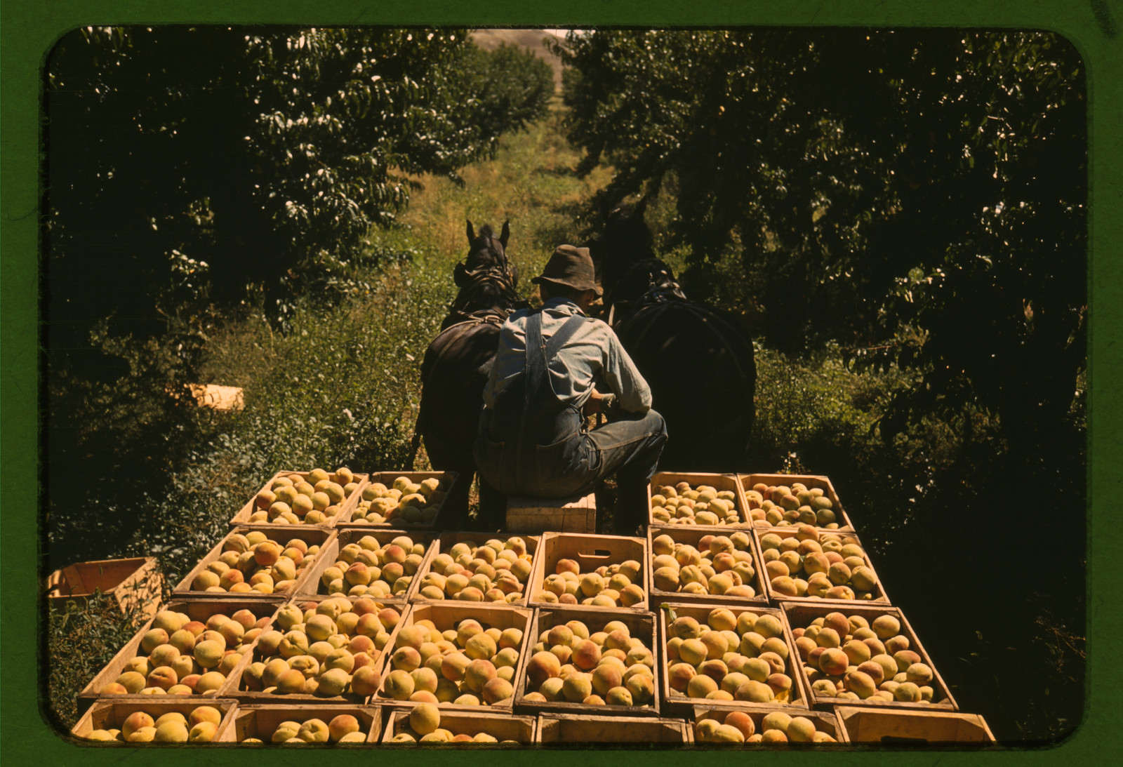 Farmer on horse-drawn wagon loaded with peach crates — historic image