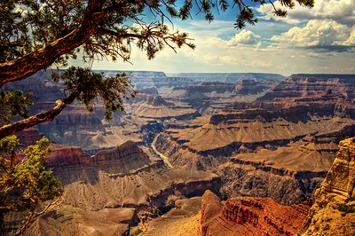 Grand Canyon view framed by pine branches