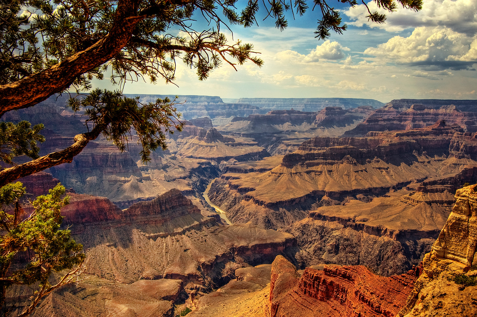 Grand Canyon view framed by pine branches — historic image