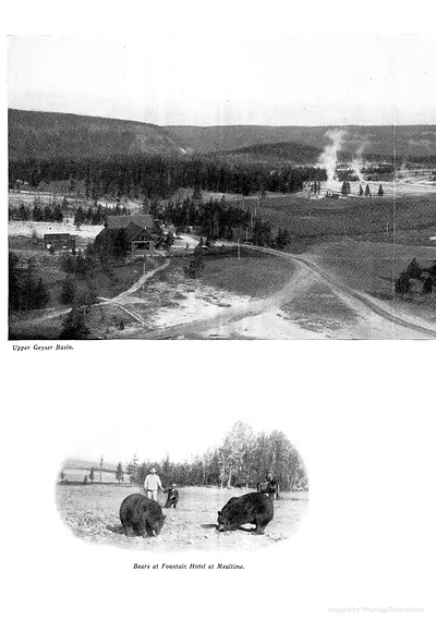 Upper Geyser Basin and Bears at Fountain Hotel at Mealtime