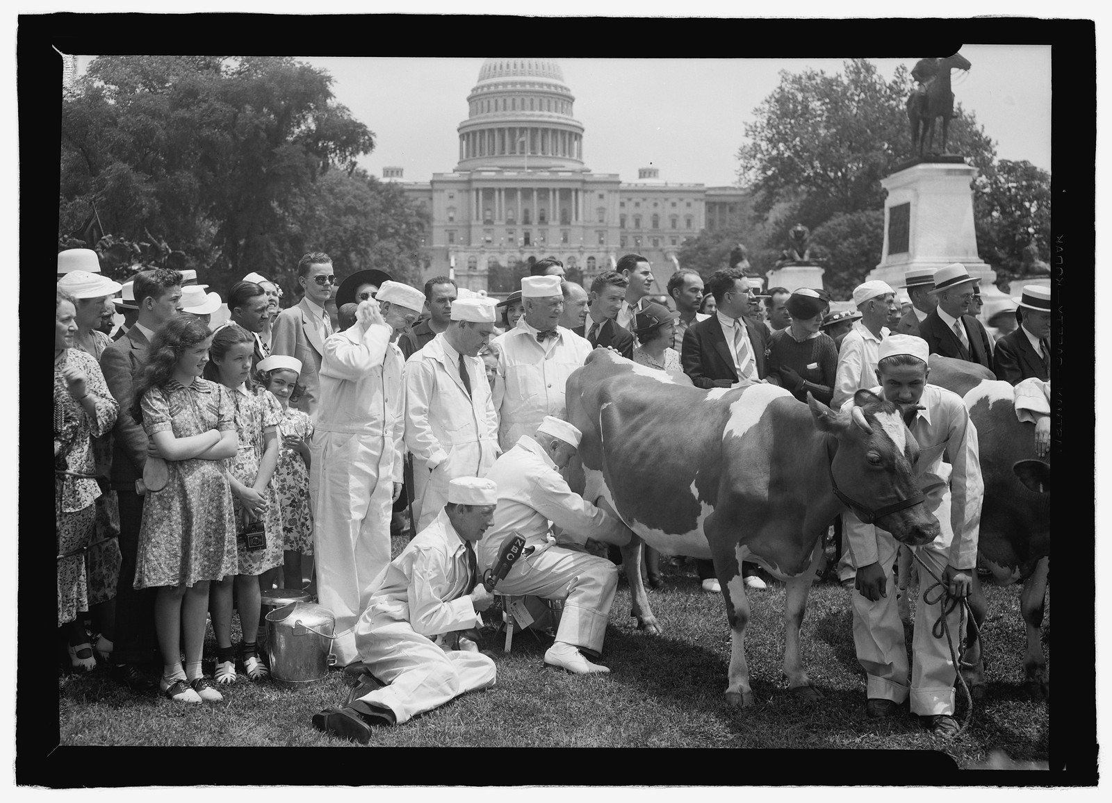 Milking cow on Capitol grounds, [Washington, D.C.], [between 1909 and 1940] — historic photograph