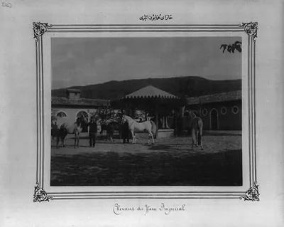 [Horses of the Imperial Stud Farm]
