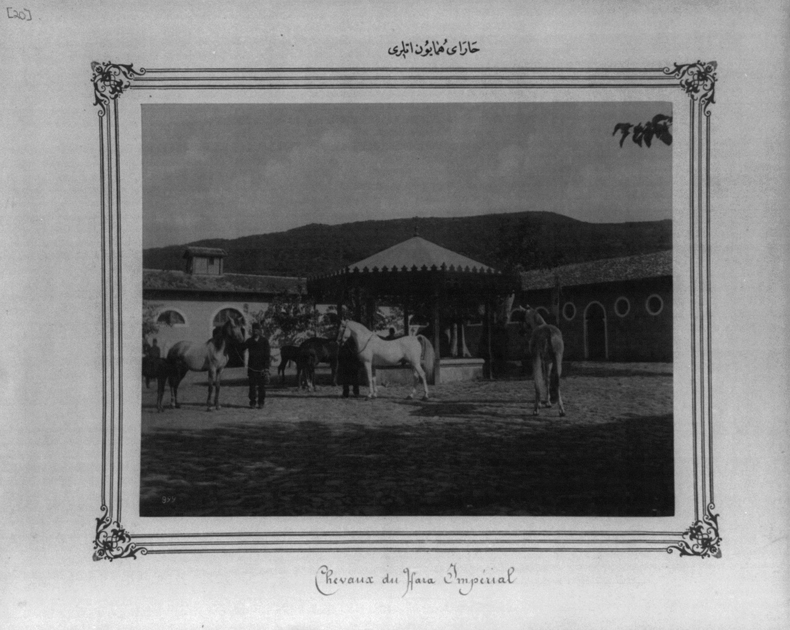 [Horses of the Imperial Stud Farm], [between 1880 and 1893] — historic photograph