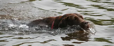 Brown dog swimming in rippling water