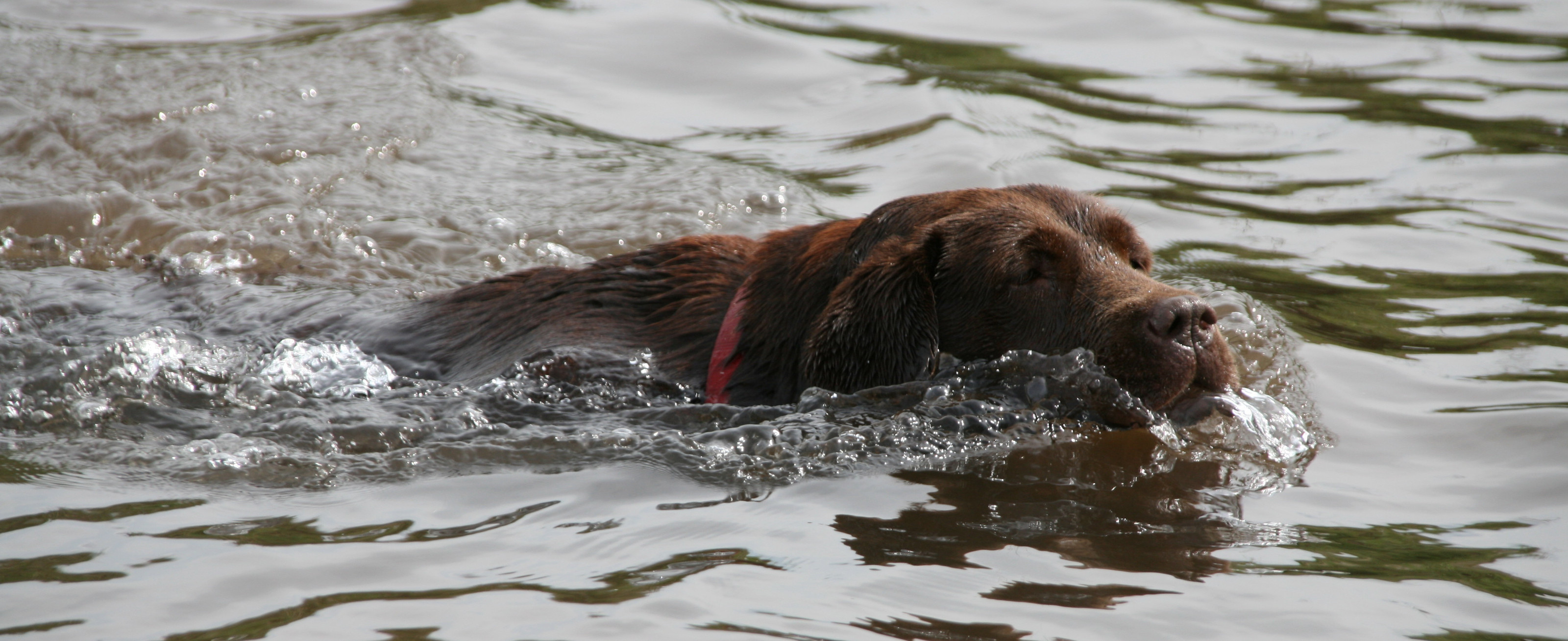 Brown dog swimming in rippling water — historic image