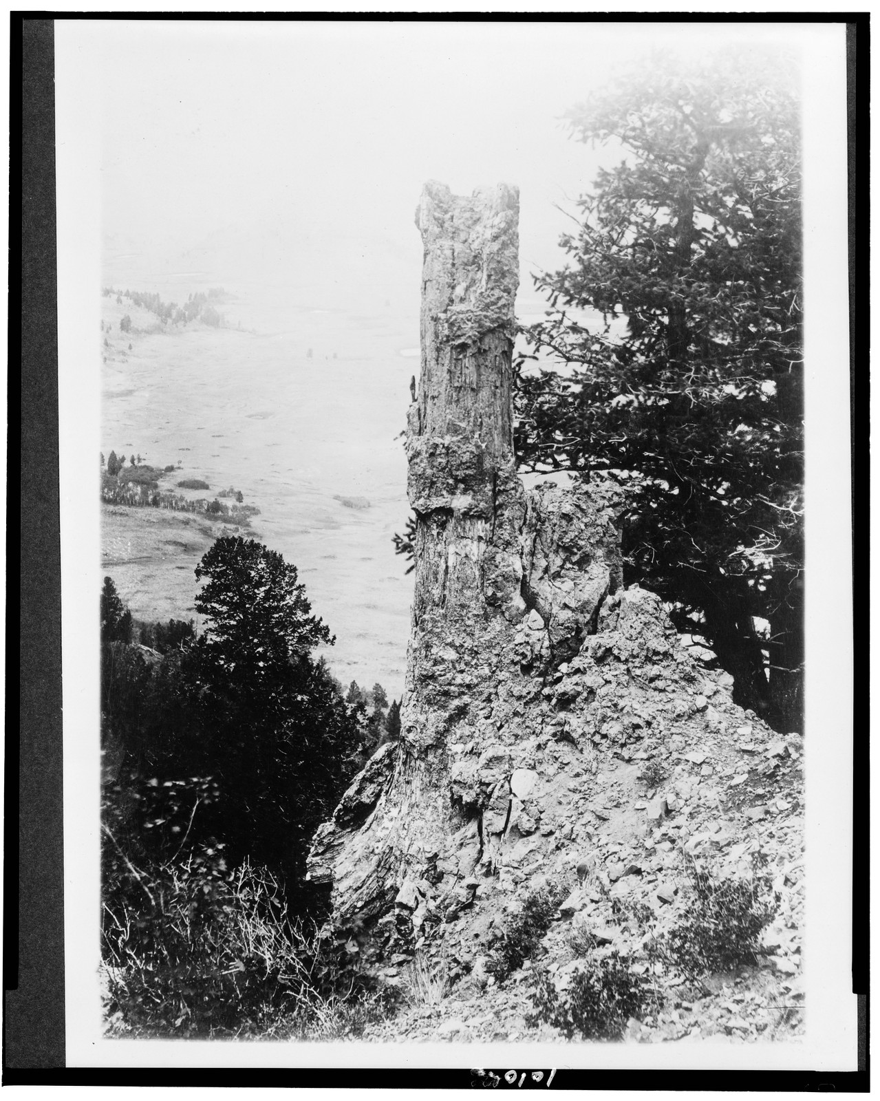 Yellowstone National Park. Fossel [sic] Forest showing Fossel [sic] Pine, Specimin[?] Ridge, [between 1909 and 1932] — historic photograph