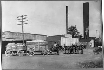 [Man, with horses and wagons, taking seed cotton to gin, 1917]