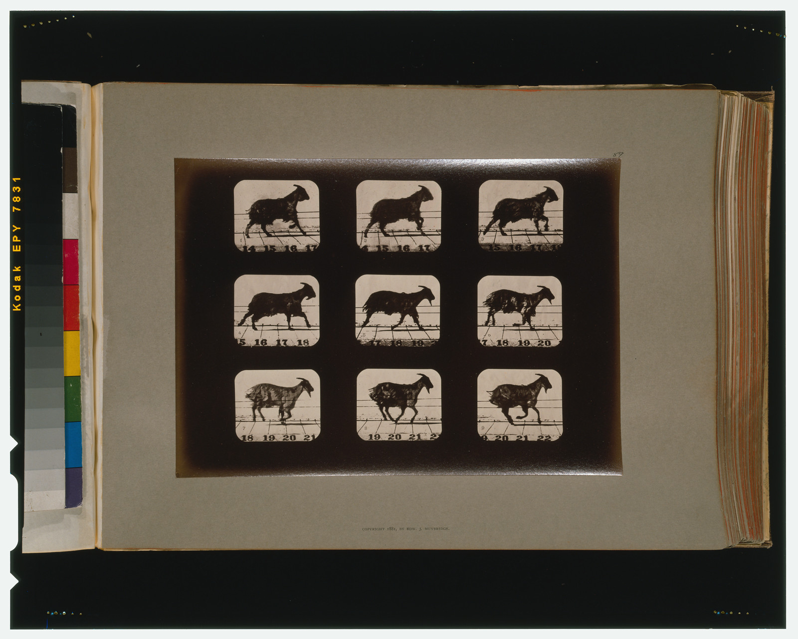 Goat, running, [San Francisco] : Muybridge, c1881. — historic photograph