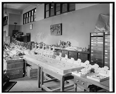 Division of Paleontology, Nat. Museum, [Washington, D.C.]