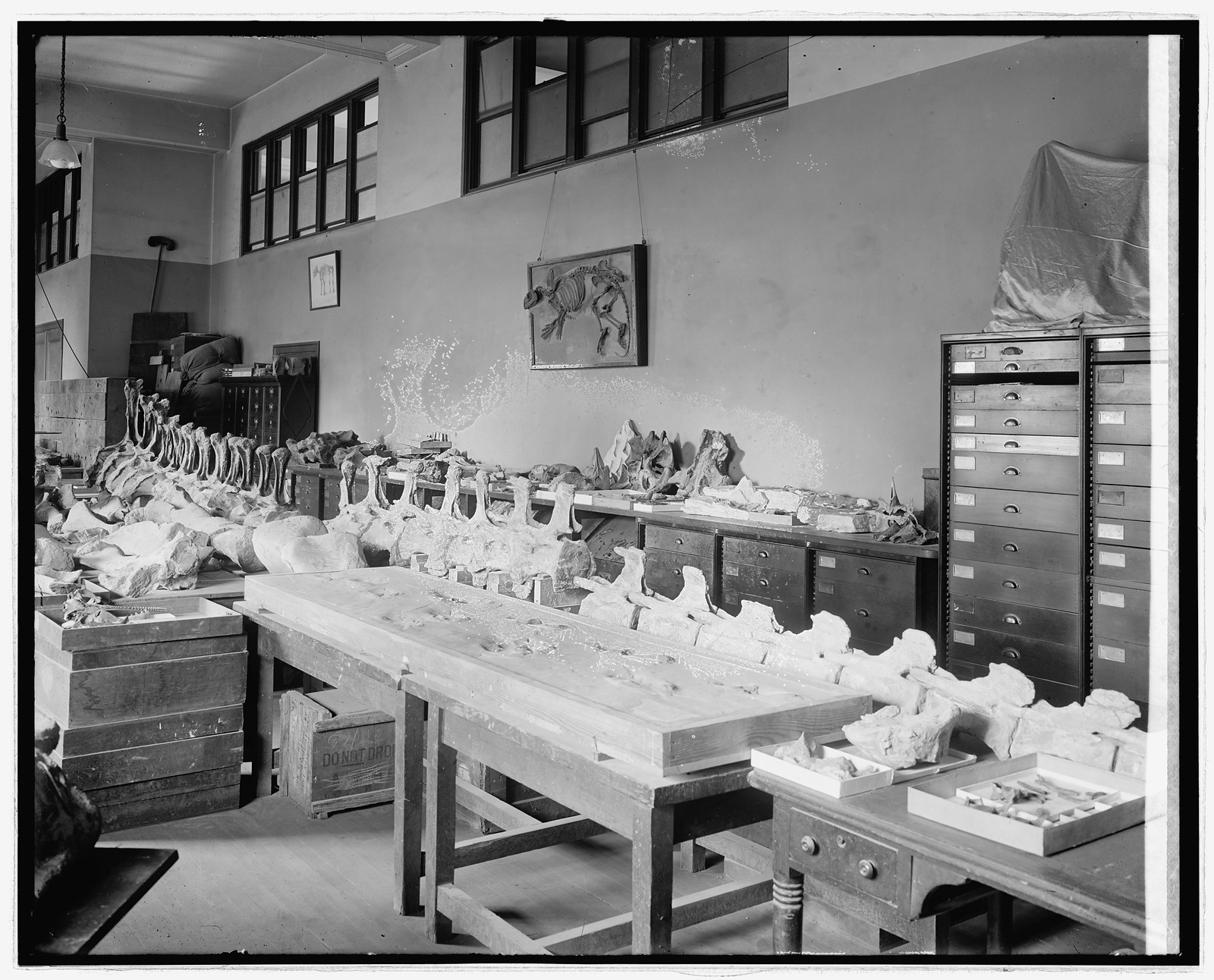 Division of Paleontology, Nat. Museum, [Washington, D.C.], [between 1910 and 1926] — historic photograph