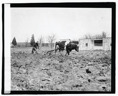 [Ox pulling plow]