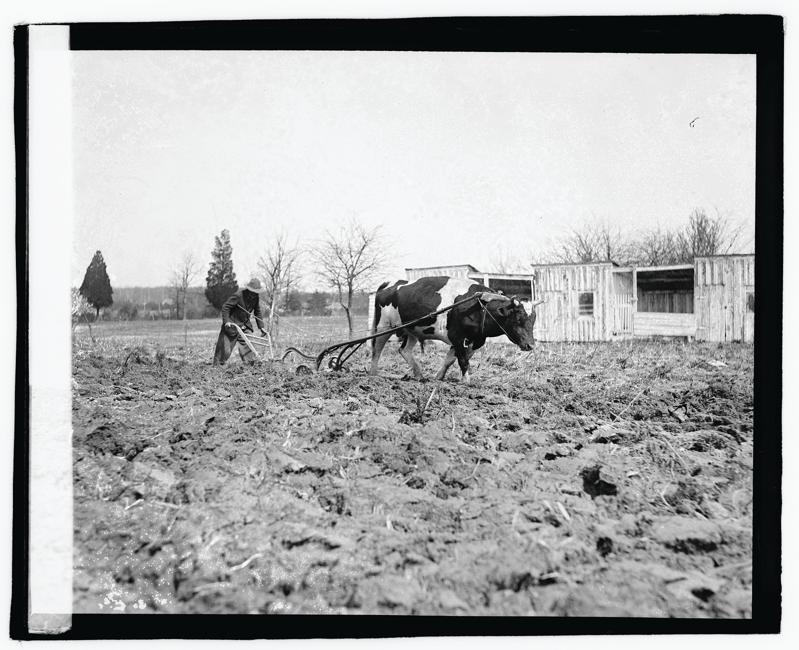 [Ox pulling plow], [1921] — historic photograph