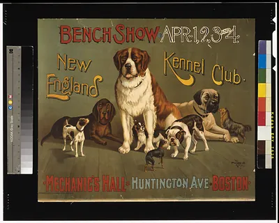 Bench show. New England Kennel Club