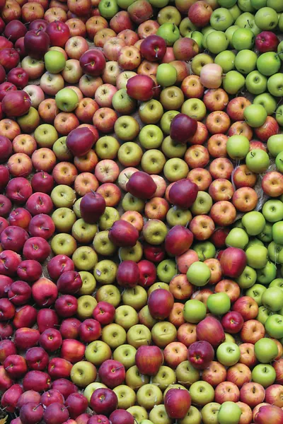Apple Season