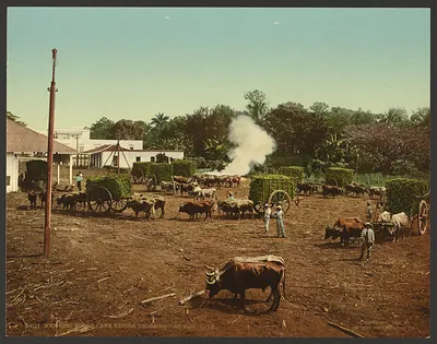Weighing Sugar Cane Before Unloading at Mill, Cuba