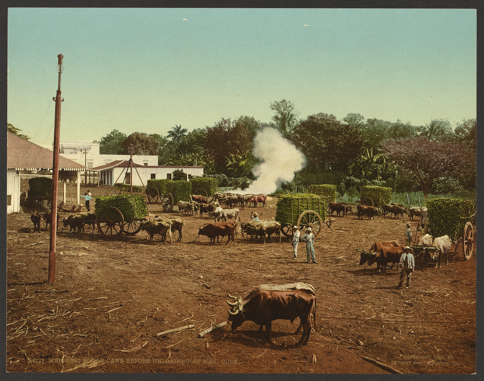 Weighing Sugar Cane Before Unloading at Mill, Cuba — historic image