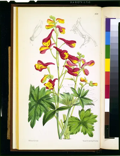 [Delphinium nudicaule] / W. Fitch, del. et lith. ; Vincent Brooks, Day & Son., imp.