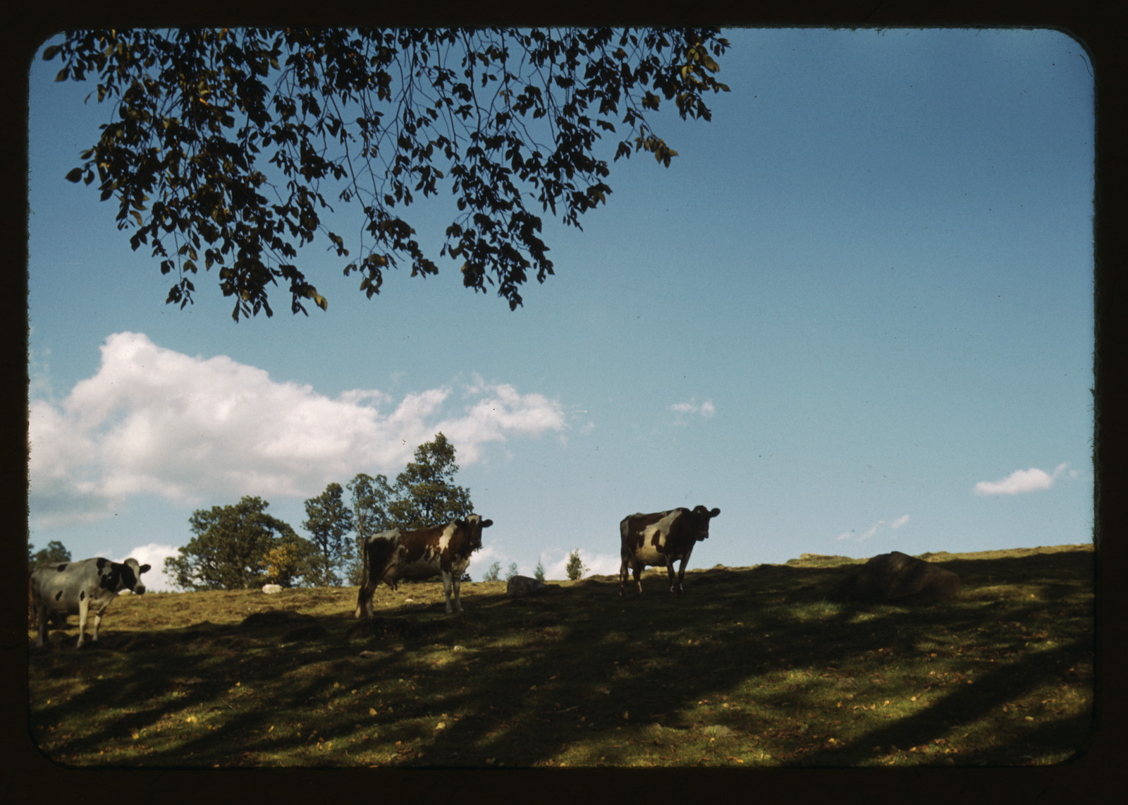 cows pasture — historic image