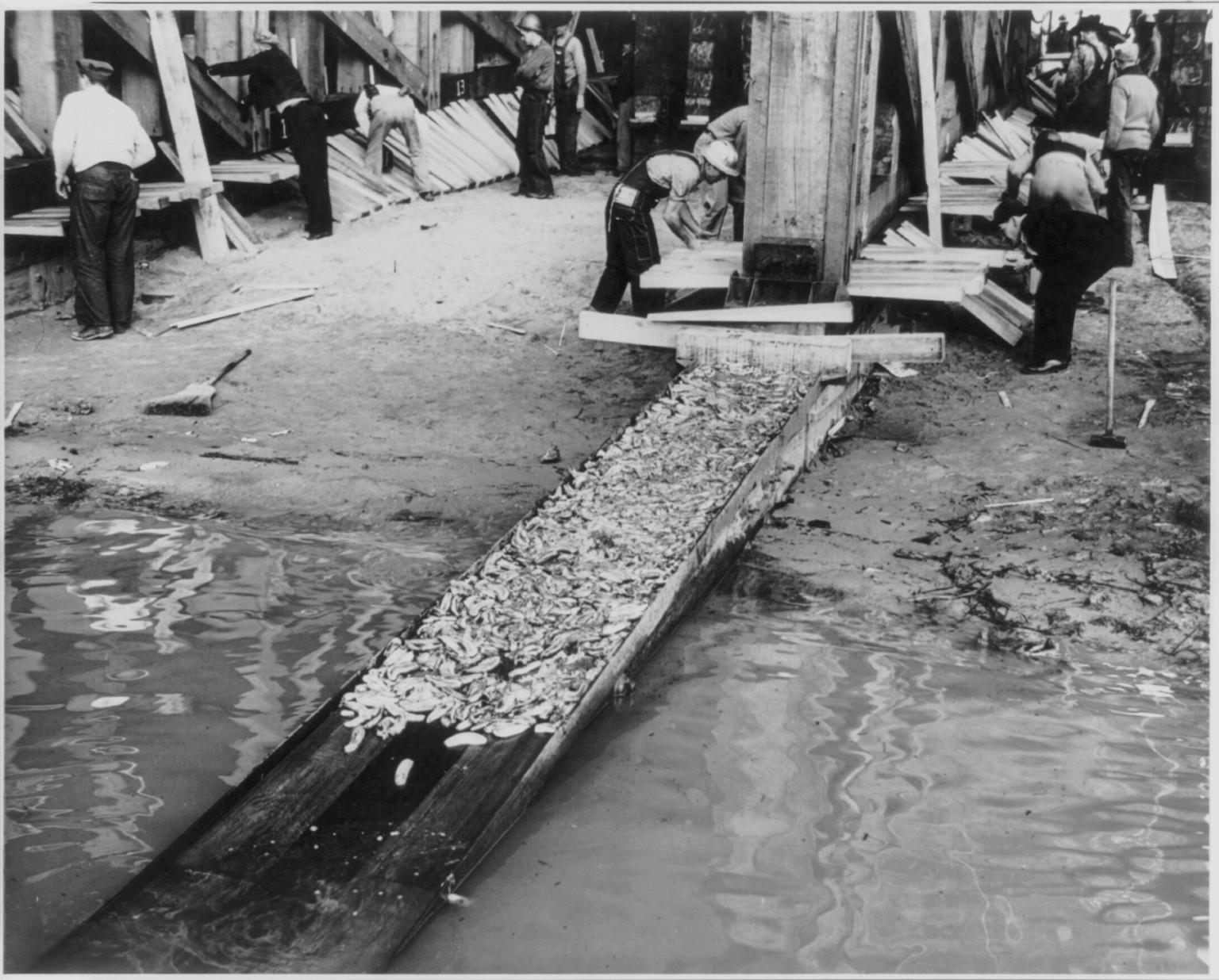 All slicked up - split bananas on skids under the launching cradle [for ship], [ca. 1942] — historic photograph