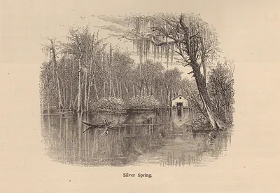 Silver Spring: engraved view of trees over still water