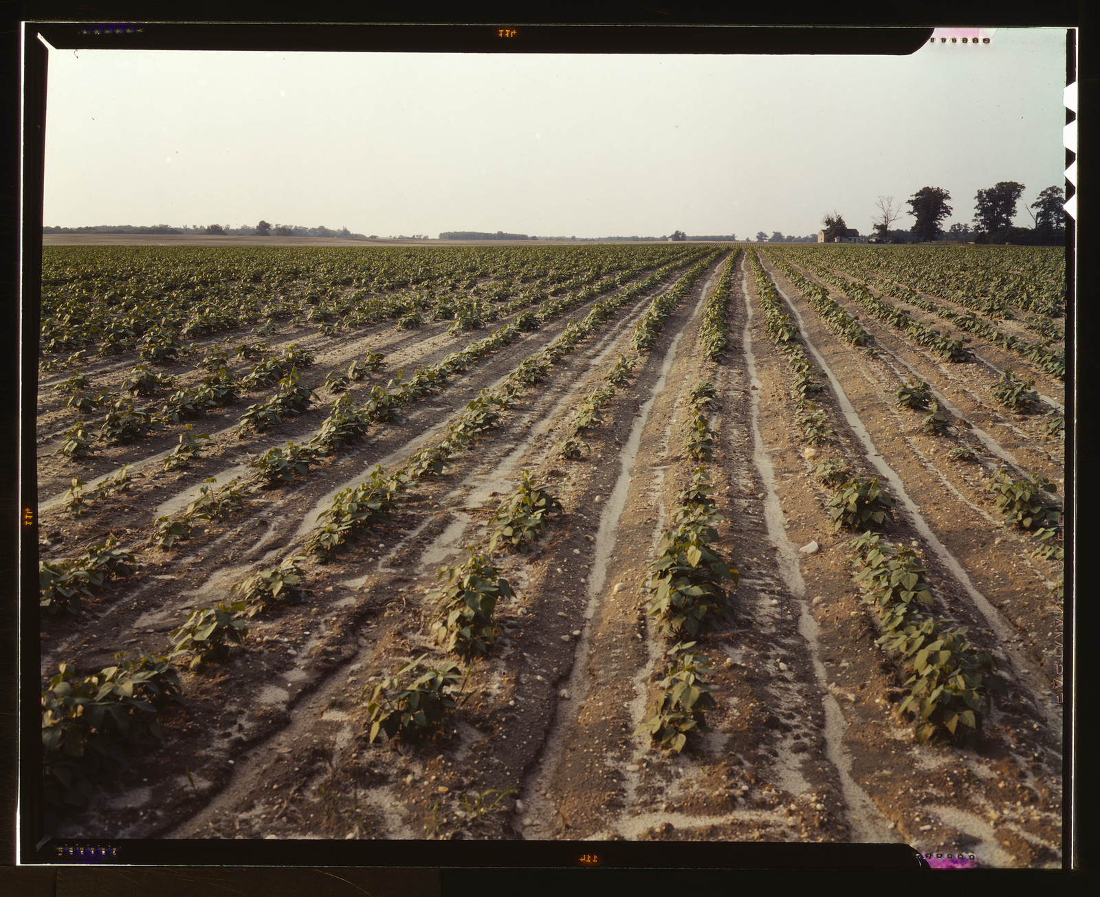 Rows of young bean plants in an open farm field — historic image
