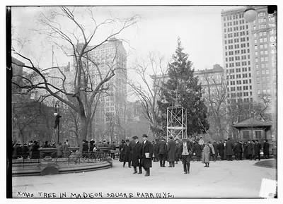 Xmas tree in Madison Sq. Park, N.Y.C.
