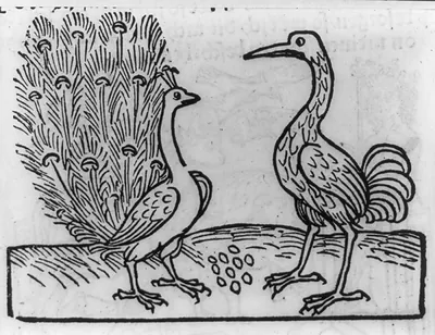 [Fable of crane and peacock]