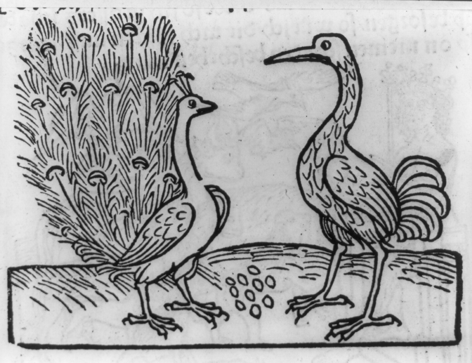 [Fable of crane and peacock] — historic print