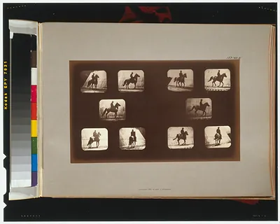Horses. Cantering
