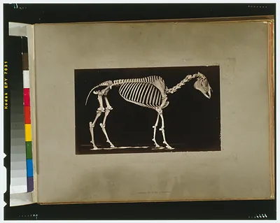 Skeleton of horse. Standing