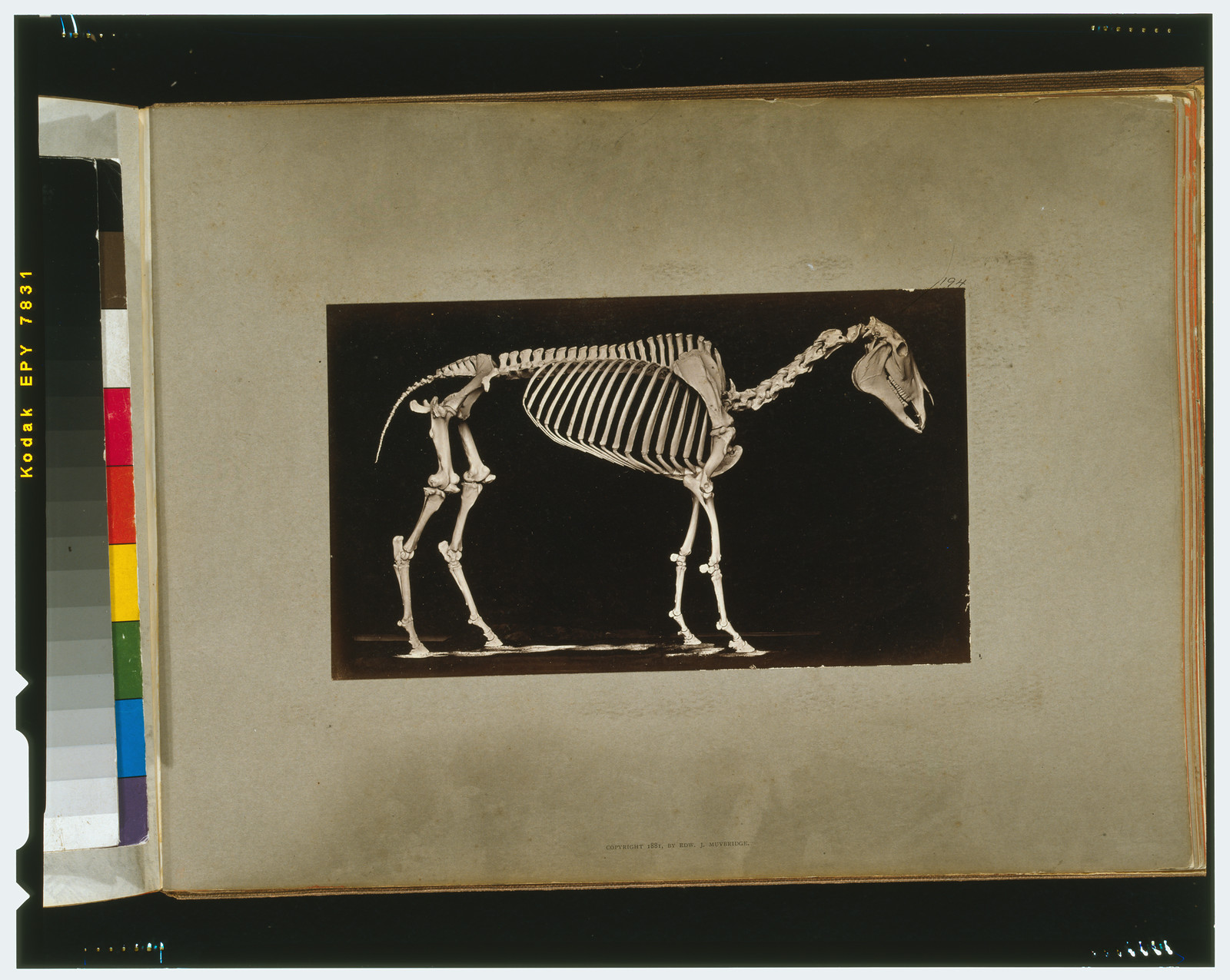 Skeleton of horse. Standing, [San Francisco] : Muybridge, c1881. — historic photograph