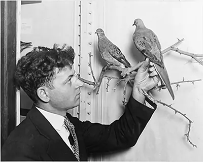 [Earl Wright, of the Chicago Academy of Sciences, with two mounted specimens of passenger pigeons]