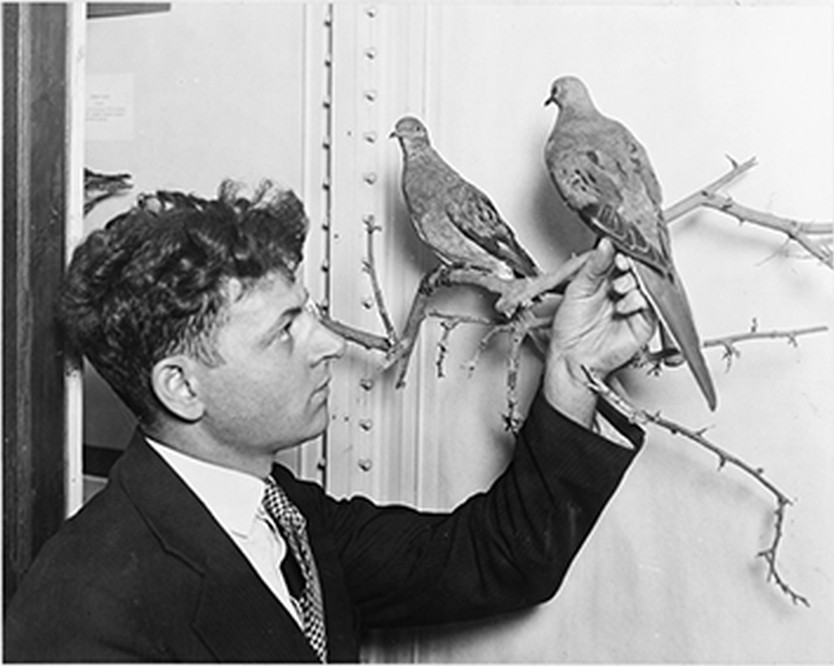 [Earl Wright, of the Chicago Academy of Sciences, with two mounted specimens of passenger pigeons], [19]28. — historic photograph