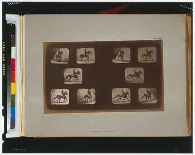 Horses. Trotting