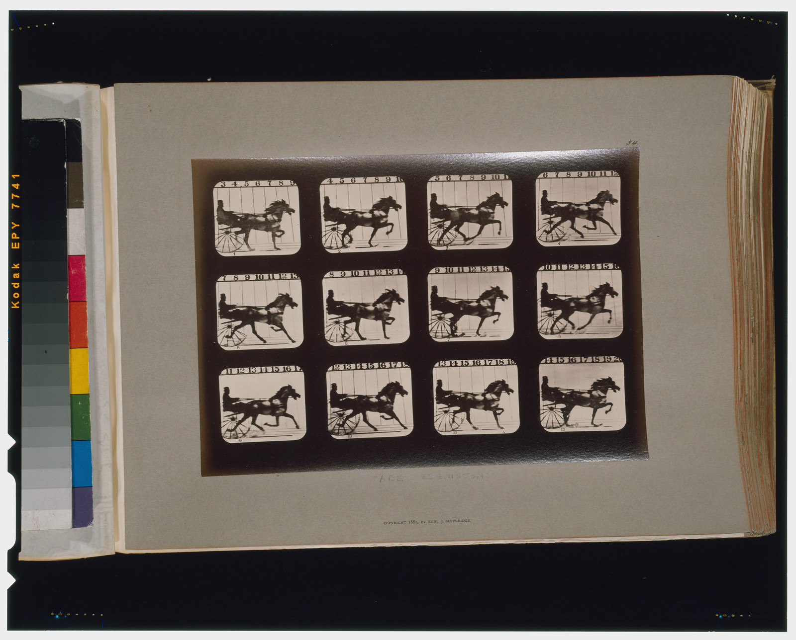 Horses. Trotting, [San Francisco] : Muybridge, c1881. — historic photograph