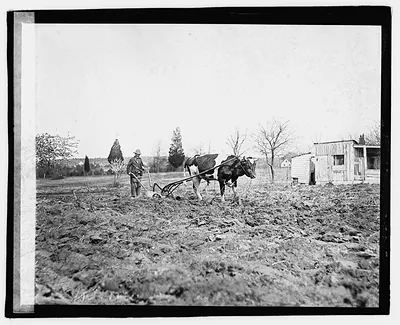 [Ox pulling plow], 3/23/21